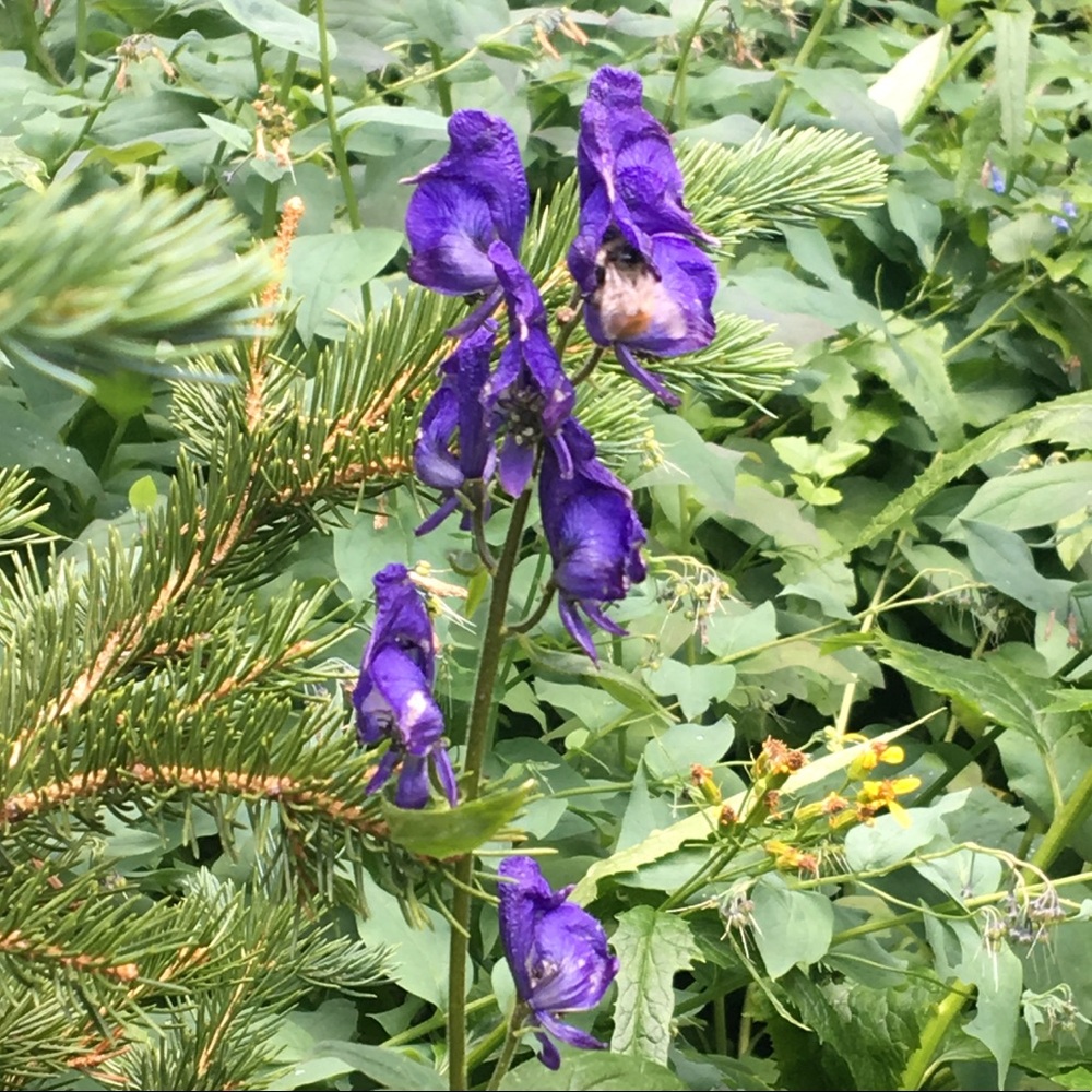 Meet your Posher, Courtney